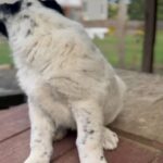 Central Asian Shepard Puppy Available in Springfield, Massachusetts