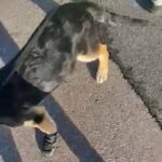 German Shepherd Puppy in Springfield, Ohio