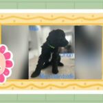 Mini Goldendoodles in Pembroke Pines, Florida