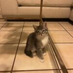 Baby Grey Cat in New York City, New York