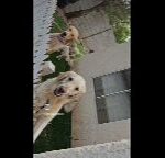 golden retriever puppies in Las Vegas, Nevada