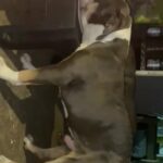American Bully Xl in Champaign (Township), Illinois