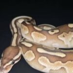 Ball Python in Marietta, Georgia