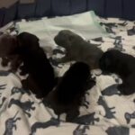 AKC Registered Cane Corso Puppies in Monroe, Georgia