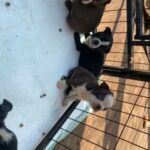 Boston Terriers in Westfield, Massachusetts