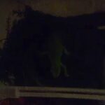 chameleons in Melbourne, Florida