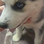 Siberian Husky in Anaheim, California