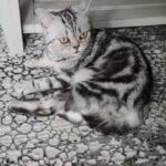 British Shorthair boy in Nicholasville, Kentucky