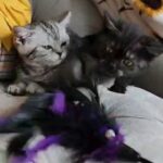 British Shorthair girls in Nicholasville, Kentucky