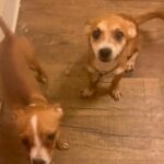 Remy And Simba in Lancaster, California