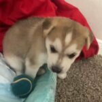 Husky Mix Breed With German Shepherd in Houston, Texas