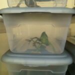 chameleons in Melbourne, Florida