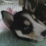 Baby huskies in Vista, California