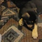 whippet X Australian Kelpie PUPPIES. (Whelpies) in American Canyon, California