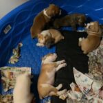Cute Boxer Puppies in Hemet, California