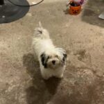 Pure Breed Havanese in East Orange, New Jersey