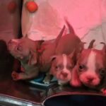 micro bullies in West Palm Beach, Florida
