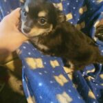 purebreed longhair chihuahua GIRL $1800 brooklyn  n.y1800 in New York City, New York