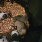 bullies puppy in Atlanta, Georgia