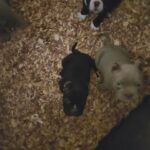 bullies puppies in Atlanta, Georgia