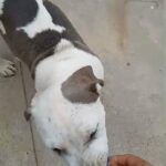 Pitbull Puppies in Riverside, California