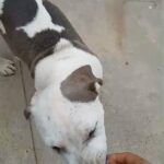 Pitbull Puppies in Riverside, California