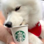 5 Month Eskimo Dog For Re-home Urgently in Washington, District of Columbia