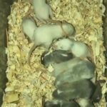 Baby Rats in Columbia, Tennessee