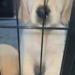 Golden retrievers in Gilbert, Arizona