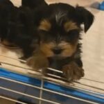 Tiny Yorkies in Riverside, California