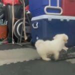 Teddy Bear Puppies in New York City, New York