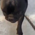 Looking For A Home! in Santa Ana, California
