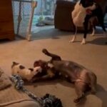 AKC French Bulldogs Puppies in Fort Worth, Texas