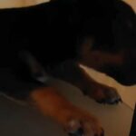 10 wk old whelpy pups in American Canyon, California