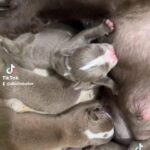 micro bullies for sale in West Palm Beach, Florida