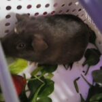 9 month old female guinea pig in Portland, Oregon