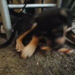 kelpie X whippet= whelpie in American Canyon, California