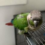 Green Cheek Conure in Florissant, Missouri