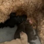 Goldendoodle Medium Pups in St. Louis, Missouri
