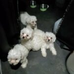 Bichon/Coton de Tulear/Maltese in Paris, Texas