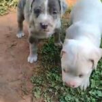 Merle bullies in Atlanta, Georgia