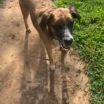 How To Teach Your Dog To Sit! in Longview, Texas