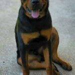1 & 1/2 Year Old Aca registered Male Rottweiler in St. Louis, Missouri