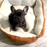 *Sale Pending* French Bulldog Male, AKC in West Point, Utah
