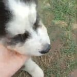 AKC Siberian Husky Puppies in Houston, Texas