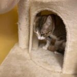 Adorable Calico Mixed Kitten! EVERYTHING INCLUDED! in Orlando, Florida