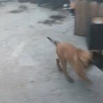 BELGIAN MALINOIS PUPS in Los Angeles, California