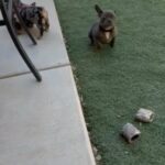 French Bulldogs in Las Vegas, Nevada