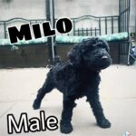 Standard Poodle Puppies in Los Angeles, California