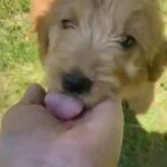 Lilly in Springfield, Missouri